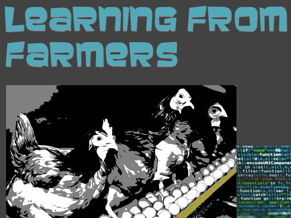 Poules dans une production industrielle d'œufs